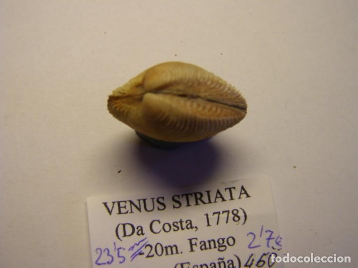 Coleccionismo de moluscos: Bivalvo shell venus striata. M&aacute;laga. - Foto 2