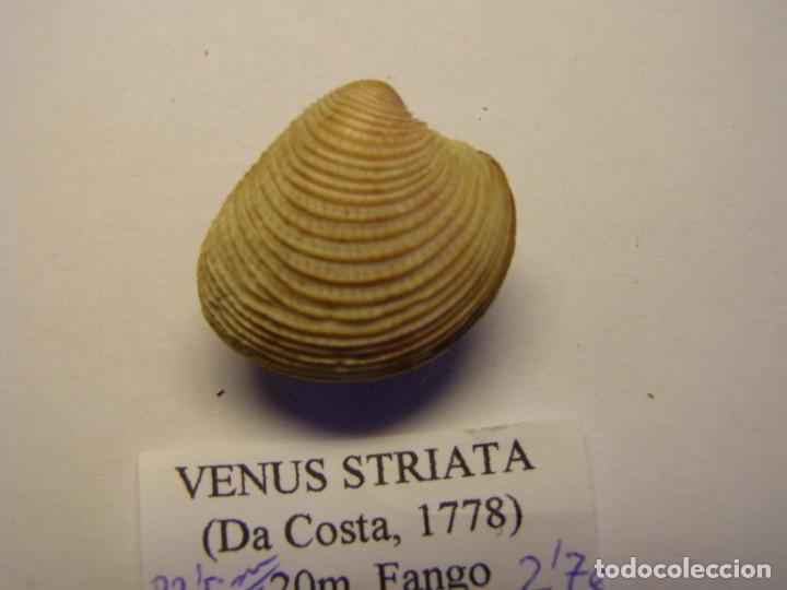 Coleccionismo de moluscos: Bivalvo shell venus striata. M&aacute;laga. - Foto 3