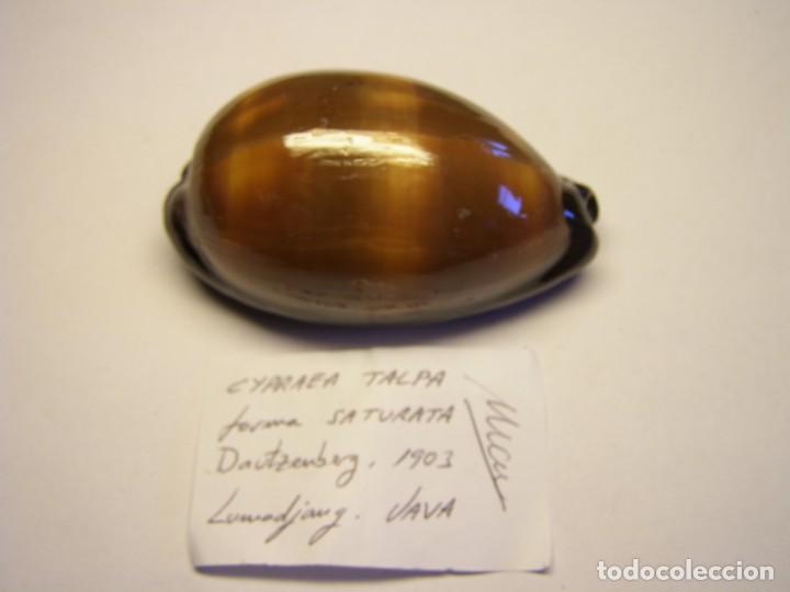 Coleccionismo de moluscos: Caracole snail shell. cypraea talpa forma saturata. Java. - Foto 1