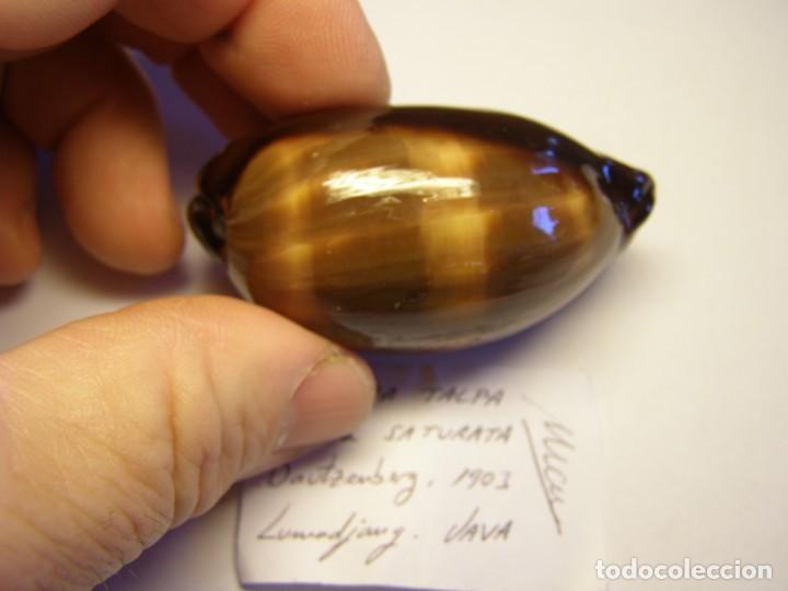 Coleccionismo de moluscos: Caracole snail shell. cypraea talpa forma saturata. Java. - Foto 3