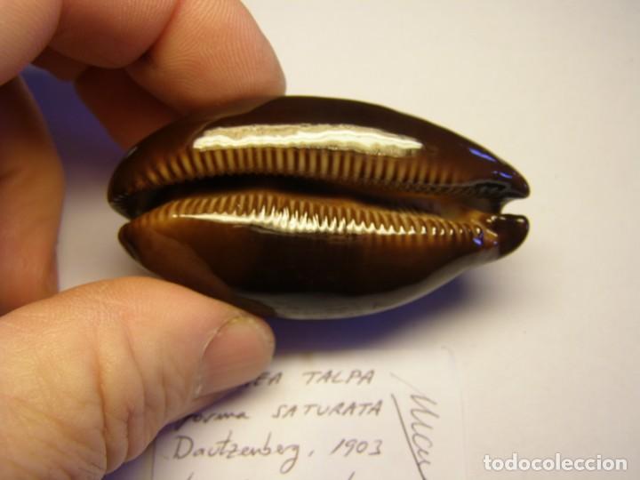 Coleccionismo de moluscos: Caracole snail shell. cypraea talpa forma saturata. Java. - Foto 4