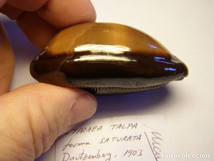 Coleccionismo de moluscos: Caracole snail shell. cypraea talpa forma saturata. Java. - Foto 5