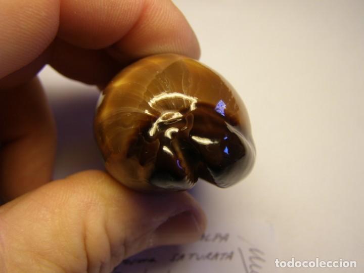Coleccionismo de moluscos: Caracole snail shell. cypraea talpa forma saturata. Java. - Foto 6