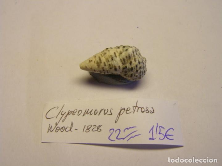 Coleccionismo de moluscos: Caracol snail shell clypeomorus petrosa. - Foto 1