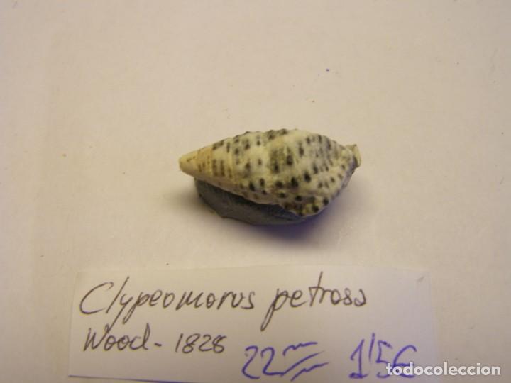 Coleccionismo de moluscos: Caracol snail shell clypeomorus petrosa. - Foto 2