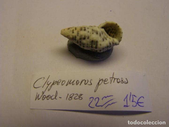 Coleccionismo de moluscos: Caracol snail shell clypeomorus petrosa. - Foto 3