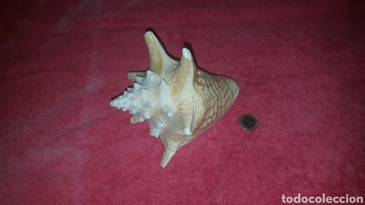 Coleccionismo de moluscos: caracola 18 cm - Foto 1