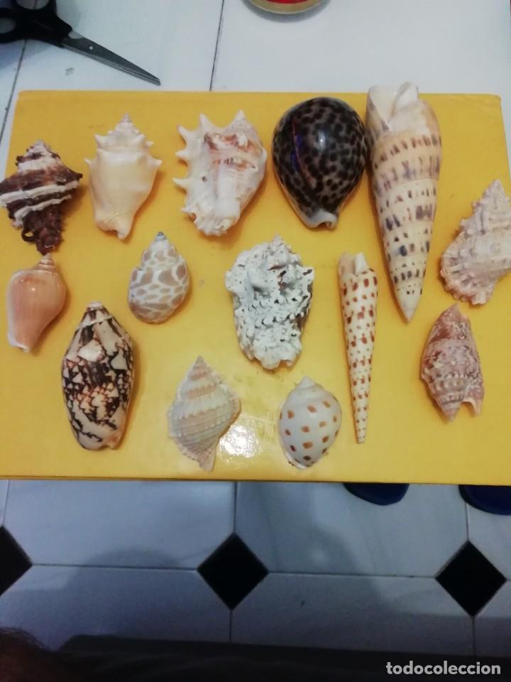 Coleccionismo de moluscos: Lote gasteropodos tropicales. - Foto 1