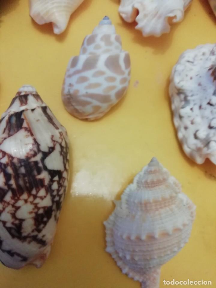 Coleccionismo de moluscos: Lote gasteropodos tropicales. - Foto 2