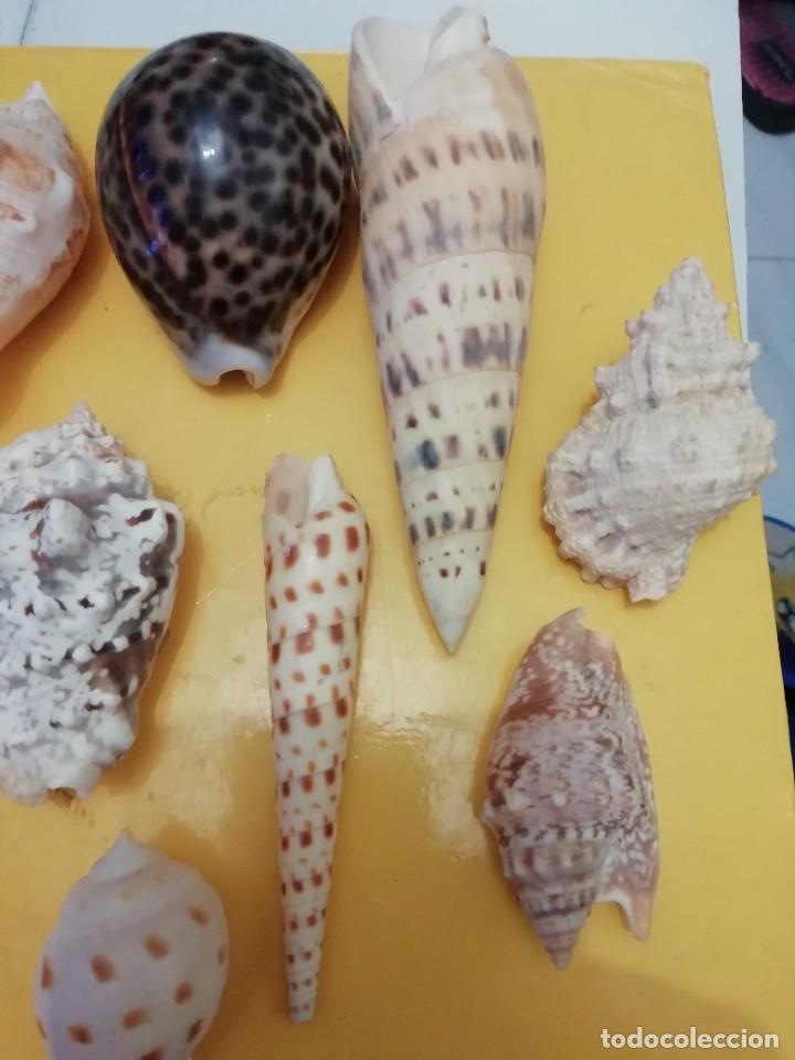 Coleccionismo de moluscos: Lote gasteropodos tropicales. - Foto 3