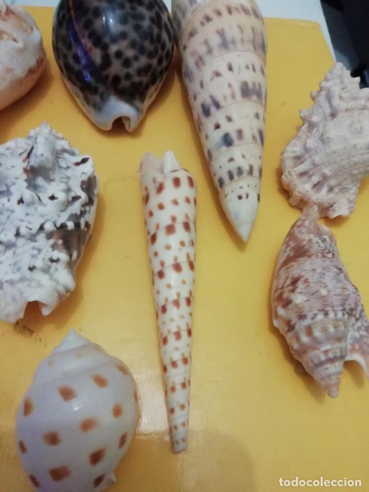 Coleccionismo de moluscos: Lote gasteropodos tropicales. - Foto 4