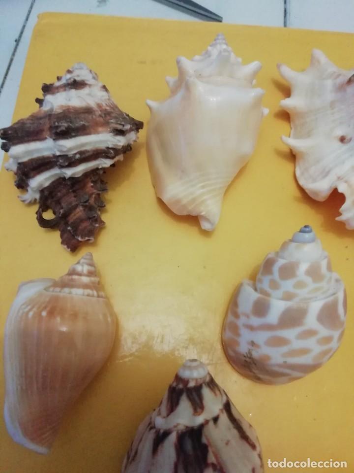 Coleccionismo de moluscos: Lote gasteropodos tropicales. - Foto 5