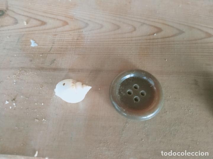 Coleccionismo de moluscos: MOLUSCO - Foto 1