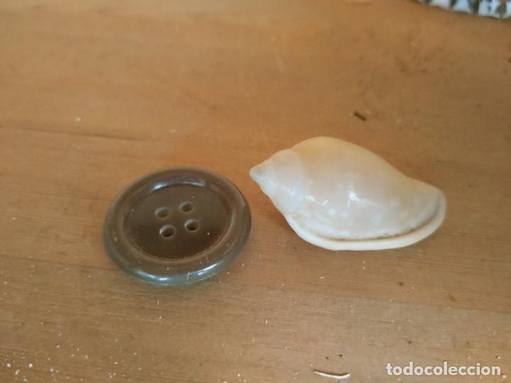 Coleccionismo de moluscos: MOLUSCO - Foto 1