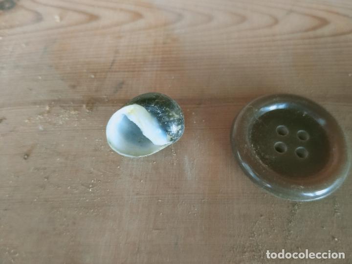 Coleccionismo de moluscos: MOLUSCO - Foto 1