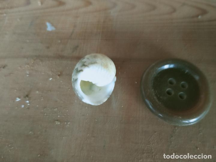 Coleccionismo de moluscos: MOLUSCO - Foto 1