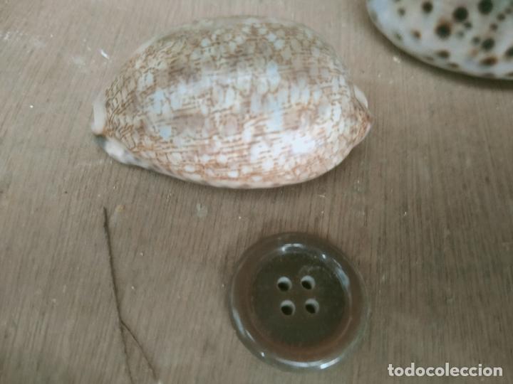 Coleccionismo de moluscos: MOLUSCO - Foto 1