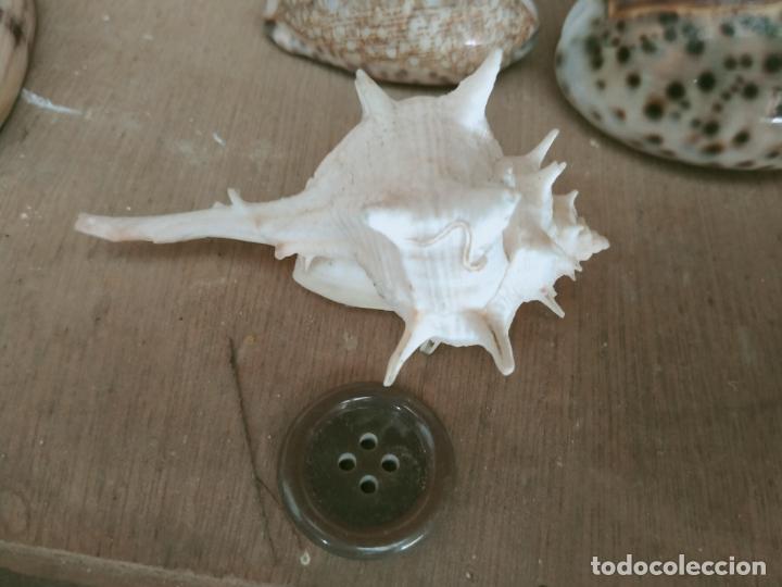 Coleccionismo de moluscos: MOLUSCO - Foto 1