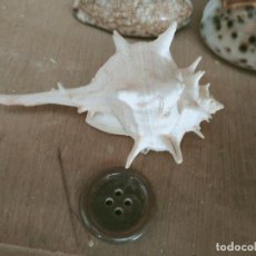 Coleccionismo de moluscos: MOLUSCO