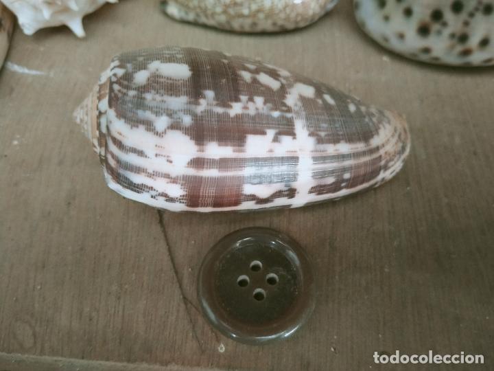 Coleccionismo de moluscos: MOLUSCO - Foto 1