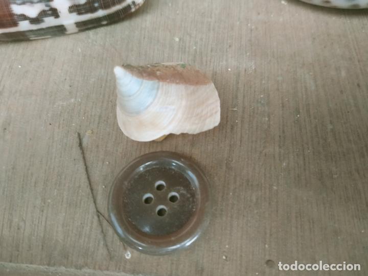 Coleccionismo de moluscos: MOLUSCO - Foto 1