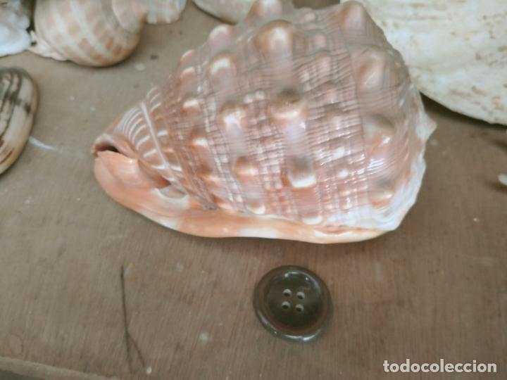 Coleccionismo de moluscos: MOLUSCO - Foto 2