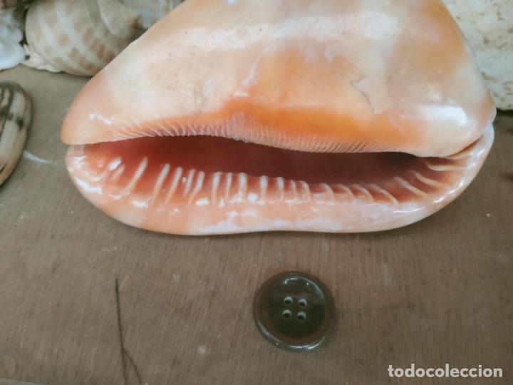 Coleccionismo de moluscos: MOLUSCO - Foto 1