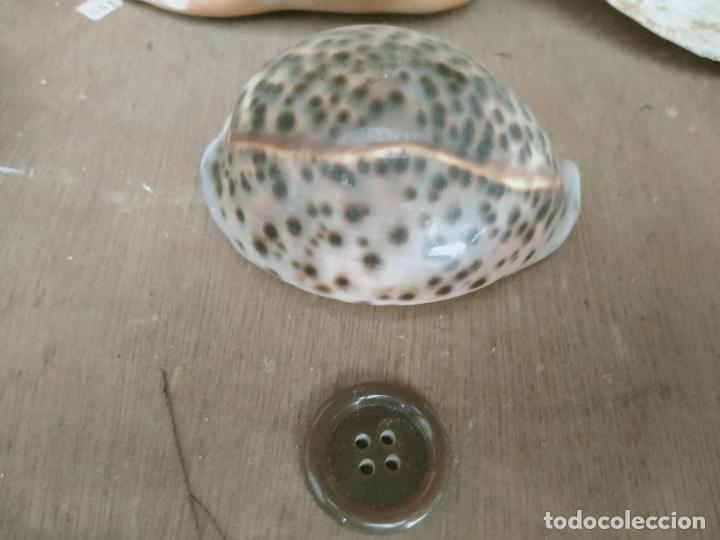 Coleccionismo de moluscos: MOLUSCO - Foto 1