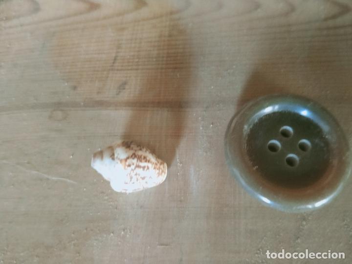 Coleccionismo de moluscos: MOLUSCO - Foto 1