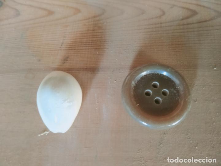 Coleccionismo de moluscos: MOLUSCO - Foto 1