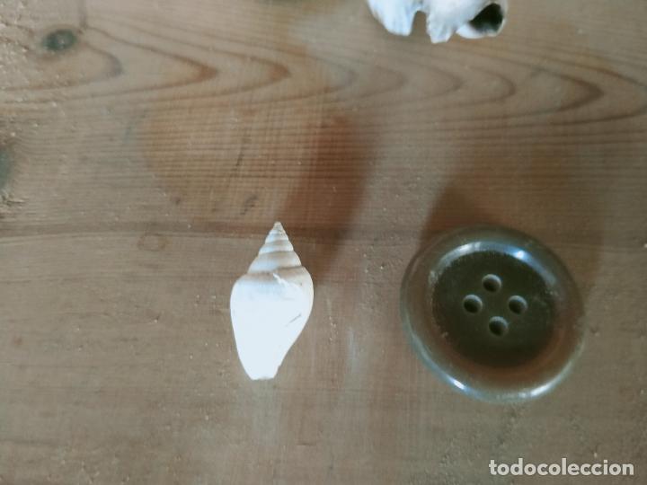 Coleccionismo de moluscos: MOLUSCO - Foto 1