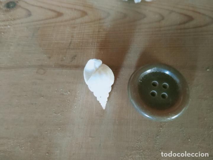 Coleccionismo de moluscos: MOLUSCO - Foto 1
