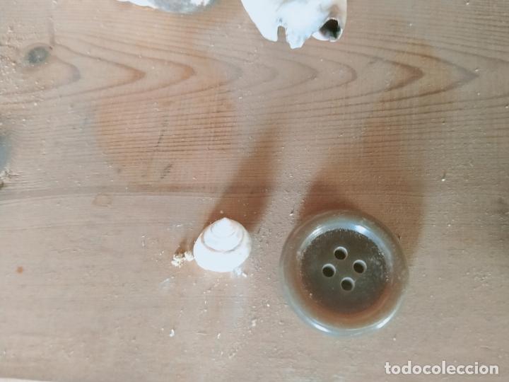 Coleccionismo de moluscos: MOLUSCO - Foto 1