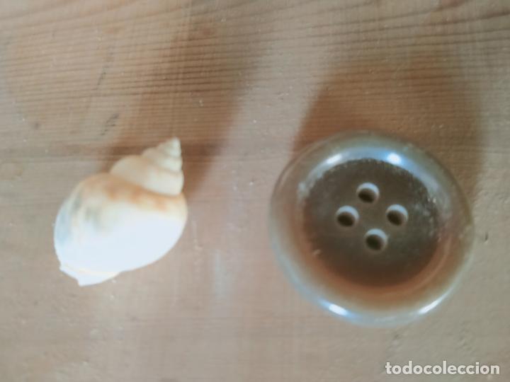 Coleccionismo de moluscos: MOLUSCO - Foto 1
