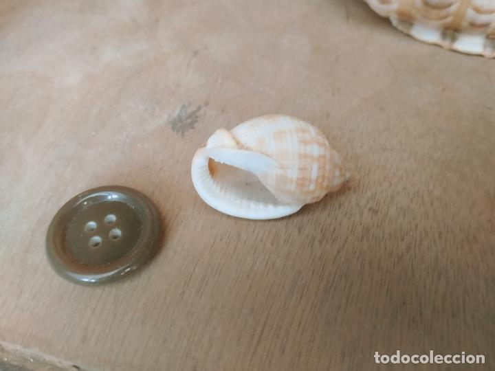 Coleccionismo de moluscos: MOLUSCO - Foto 1