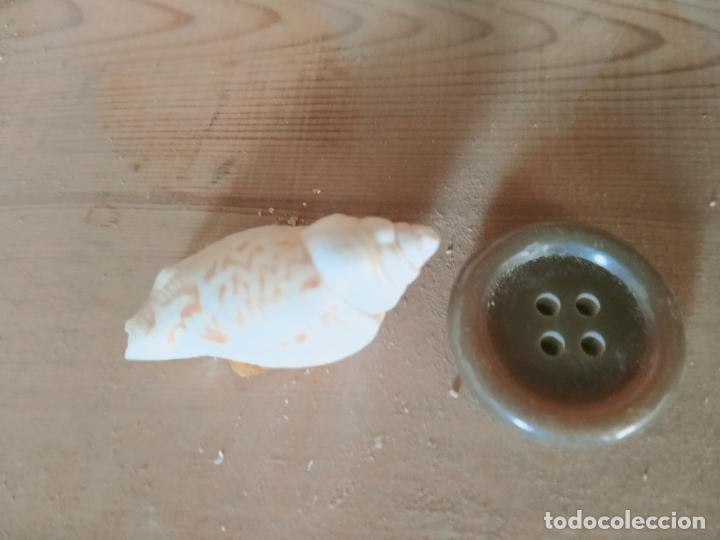 Coleccionismo de moluscos: MOLUSCO - Foto 1