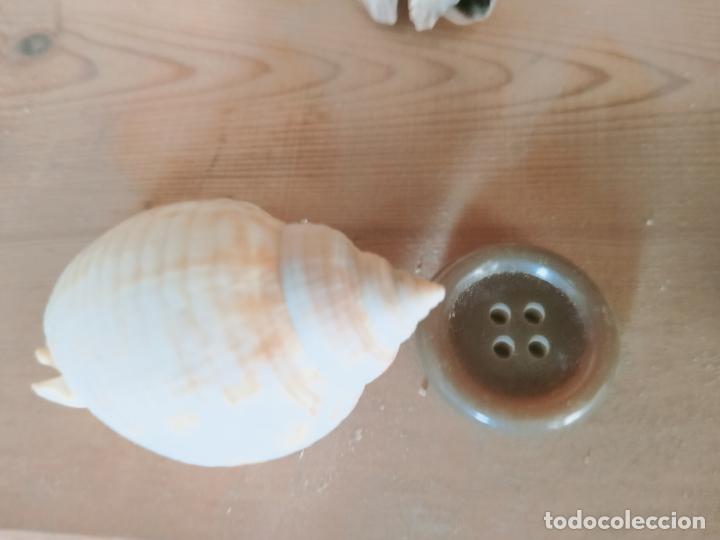 Coleccionismo de moluscos: MOLUSCO - Foto 1
