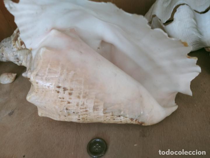 Coleccionismo de moluscos: MOLUSCO - Foto 1