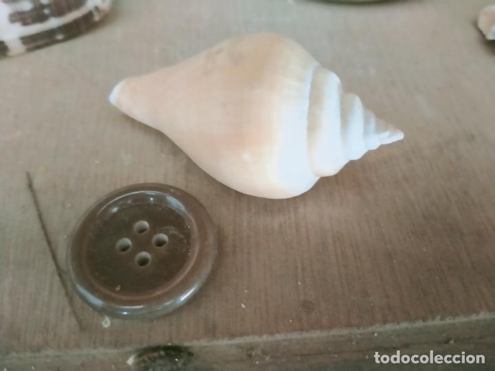 Coleccionismo de moluscos: MOLUSCO - Foto 1