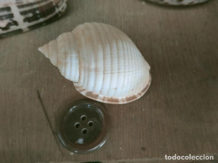 Coleccionismo de moluscos: MOLUSCO - Foto 1