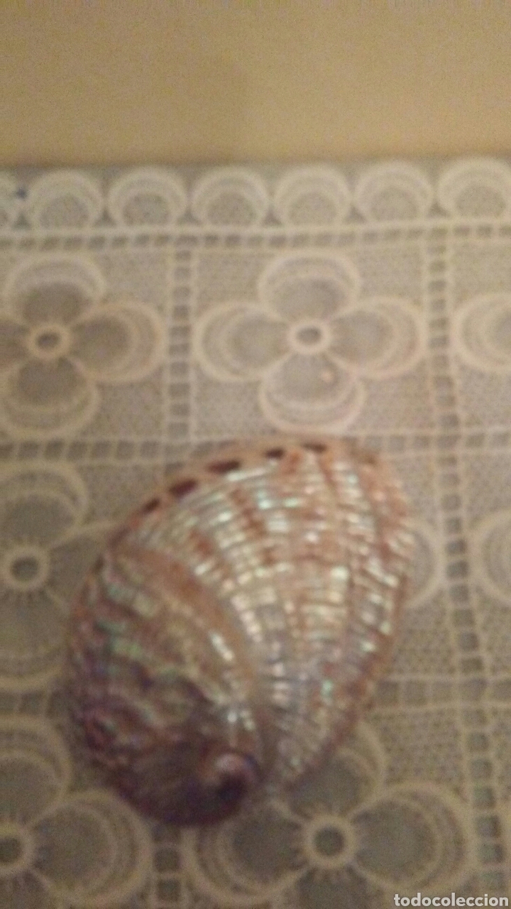 Coleccionismo de moluscos: Concha de nacar ,mide 10 cent. - Foto 2