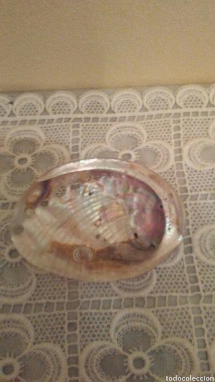 Coleccionismo de moluscos: Concha de nacar ,mide 10 cent. - Foto 1
