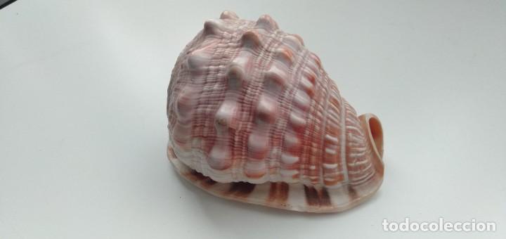 Coleccionismo de moluscos: Caracola - Foto 2