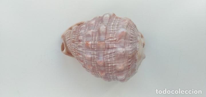 Coleccionismo de moluscos: Caracola - Foto 3