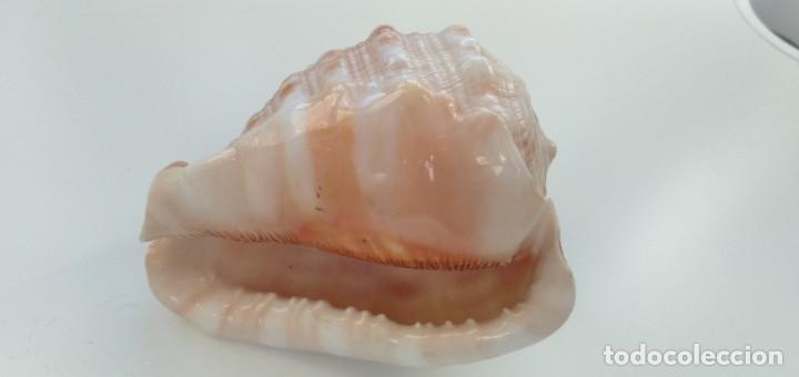 Coleccionismo de moluscos: Caracola - Foto 4