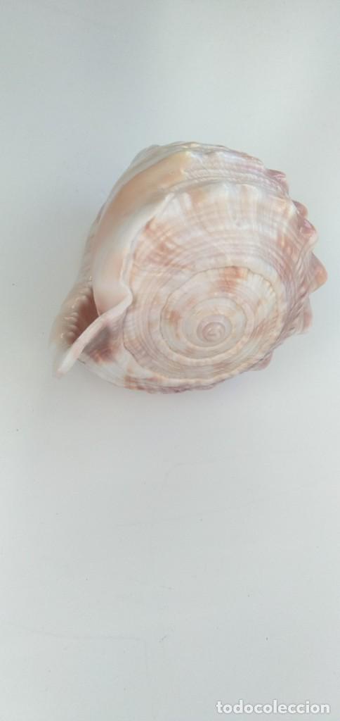 Coleccionismo de moluscos: Caracola - Foto 5