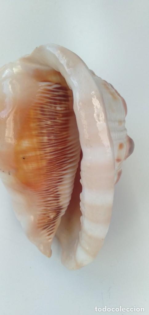 Coleccionismo de moluscos: Caracola - Foto 6