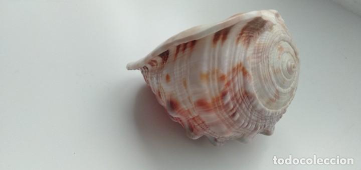 Coleccionismo de moluscos: Caracola - Foto 7