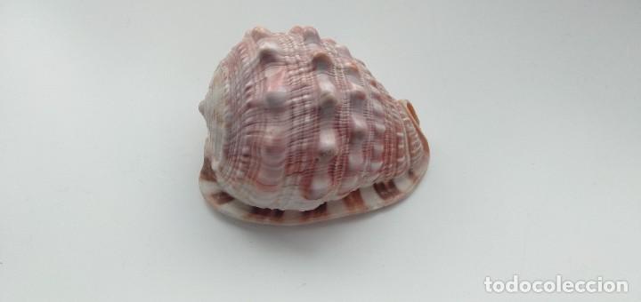 Coleccionismo de moluscos: Caracola - Foto 8