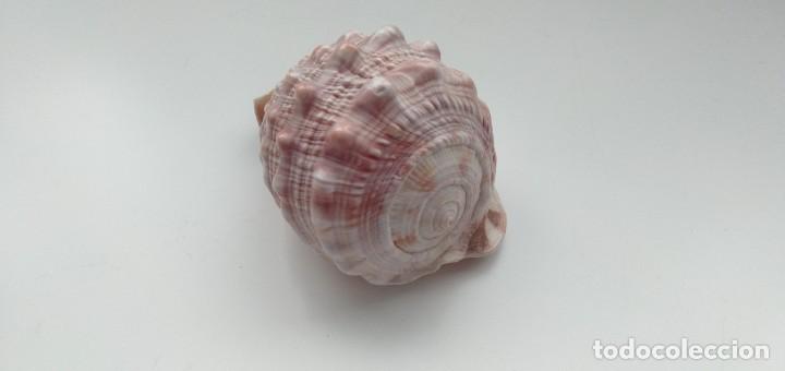 Coleccionismo de moluscos: Caracola - Foto 9
